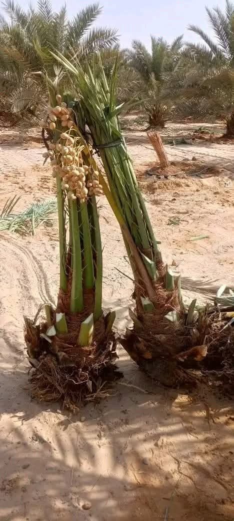 نخيل للبيع وكذلك نركب شبوك المزارع والمشاريع والملاعب الرياضيه
