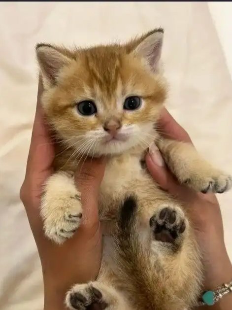 قط سكوتش ذكر للتبني مع الاغراض