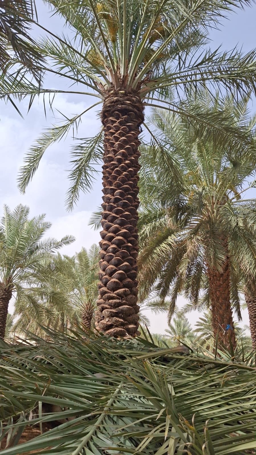 نخيل البيع وتوريد وزراعة — صورة 2