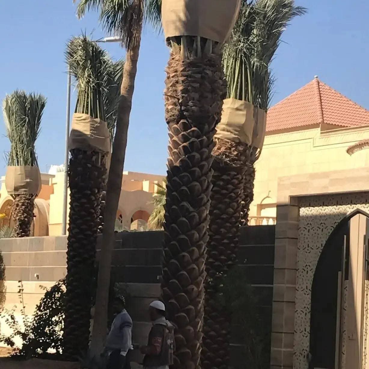 يوجد لدينا نخل وشنطن زينه الامريكي جميع المقسات نوصل لا جميع أنحاء المملكه — صورة 3