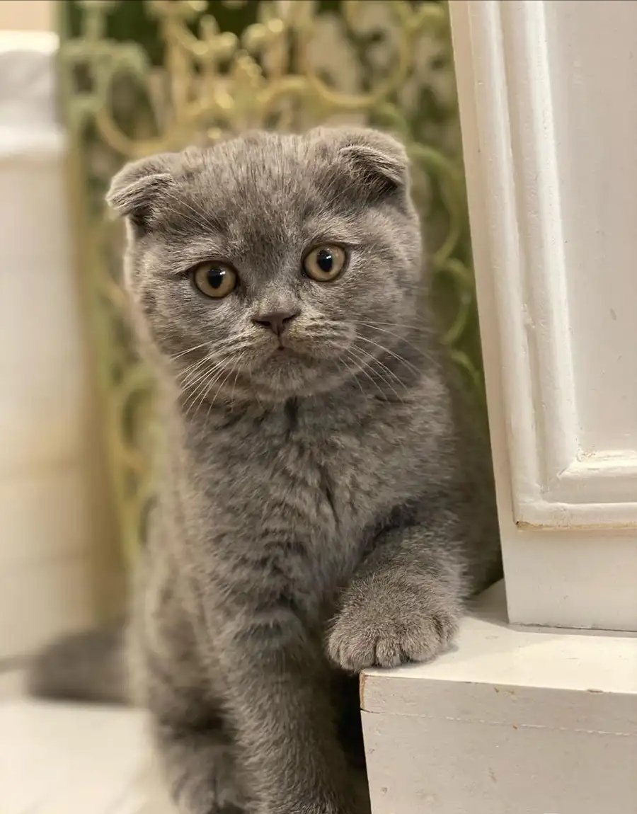 كتن سكوتش فولد