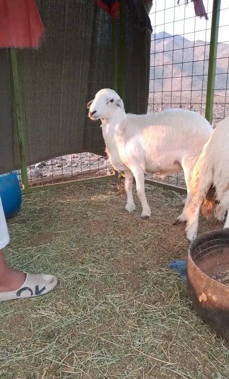 للبيع 2طليان 