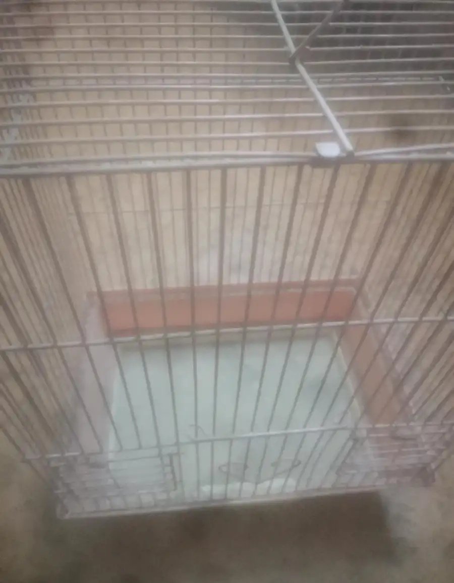 قفاص طيور فاضي