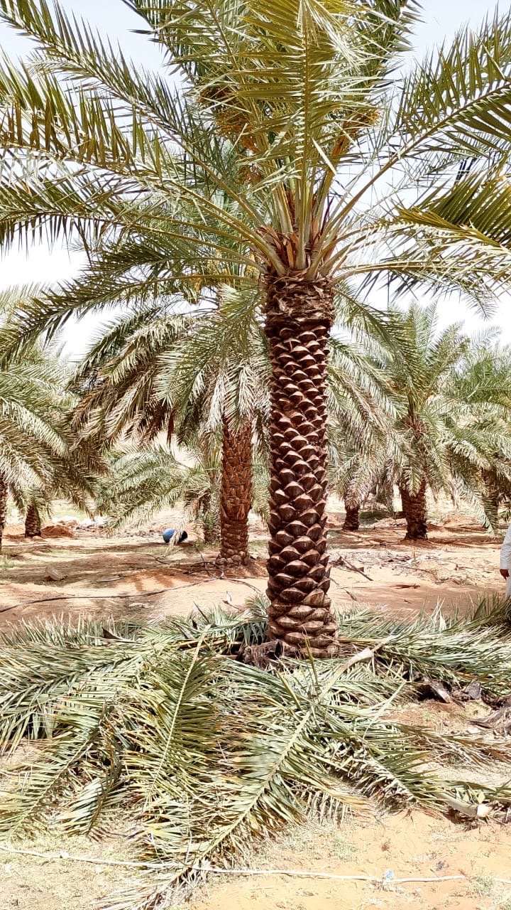 نخيل البيع وتوريد وزراعة — صورة 4