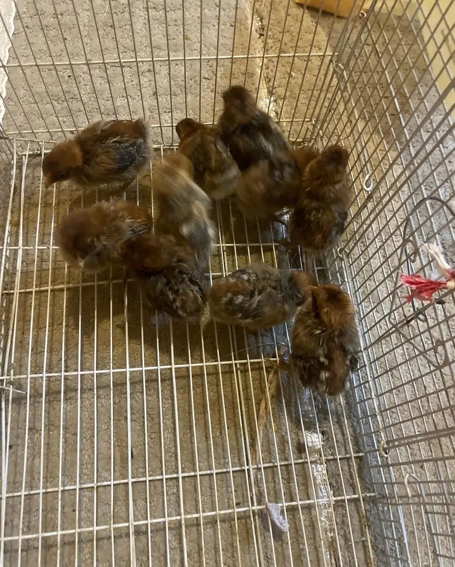 للبيع صيصان دجاج فيومي