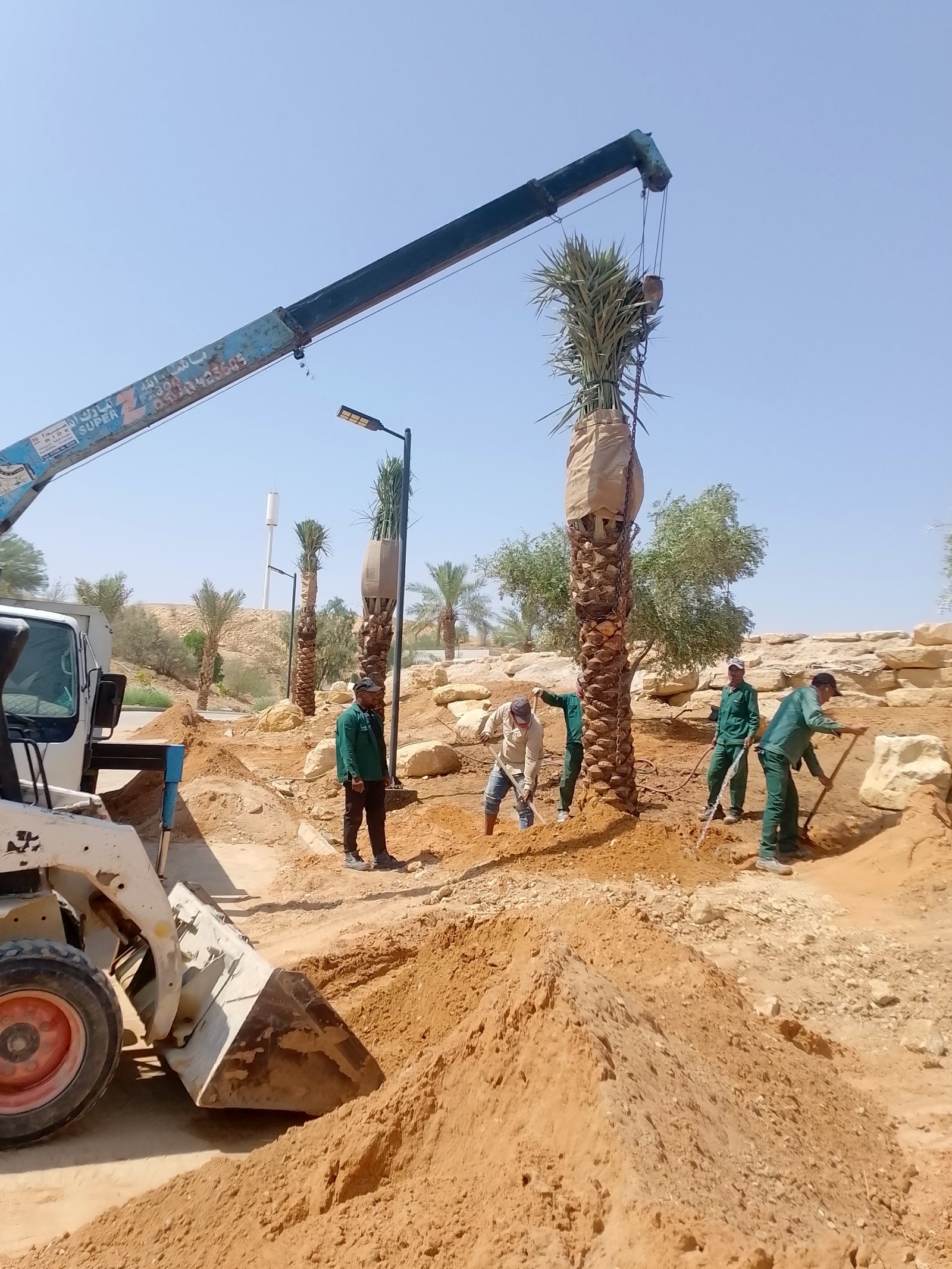 يوجد لدينا نخل وشنطن زينه الامريكي جميع المقسات — صورة 2
