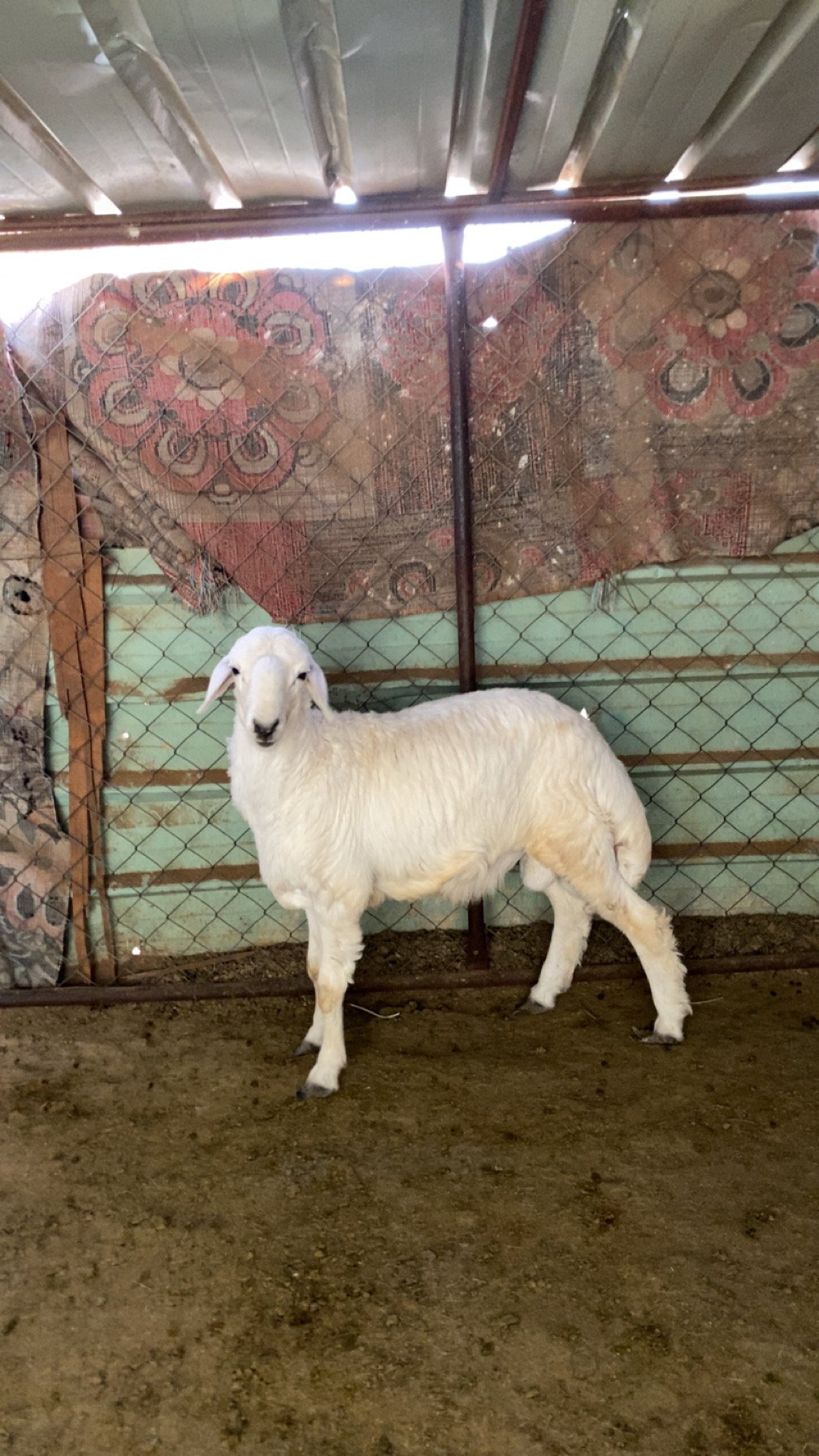 للبيع طلي و رخل