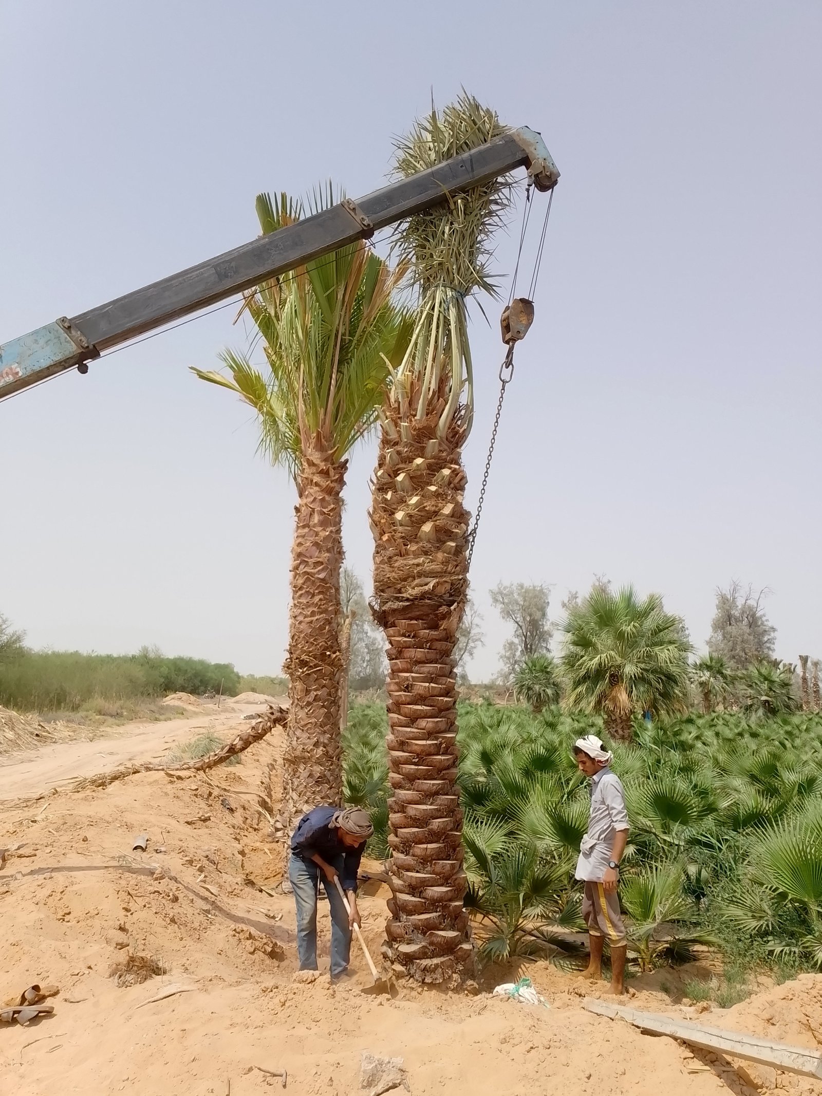 يوجد لدينا نخل وشنطن زينه الامريكي جميع المقسات نوصل لا جميع أنحاء المملكه — صورة 2