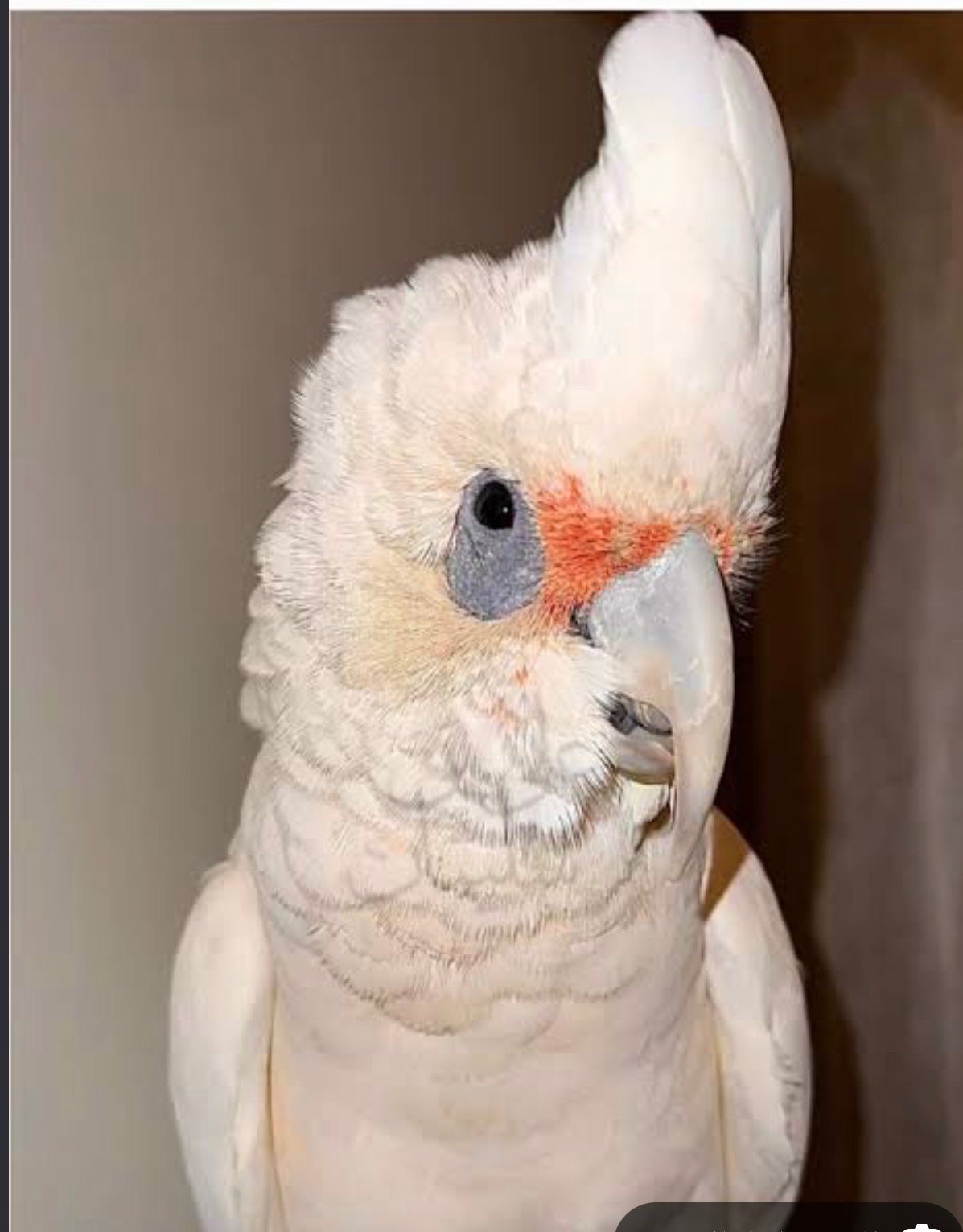 ببغاء كوكاتو — صورة 3