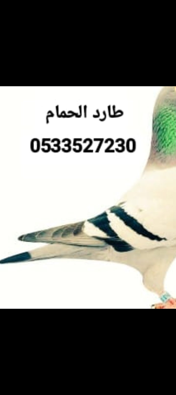 طارد حمام تركيب شبك اشواك مانع الطيور 