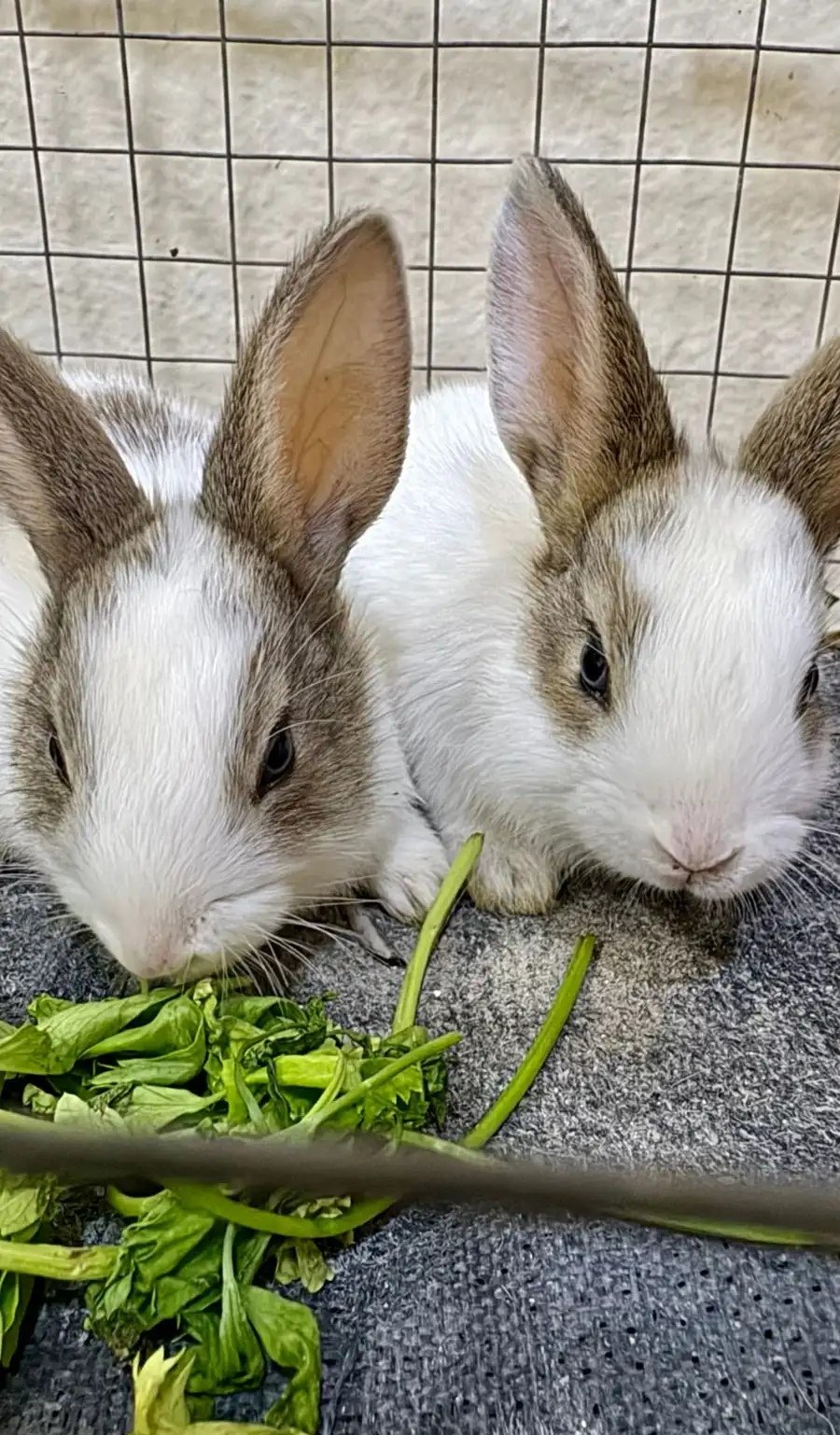 أرانب للبيع