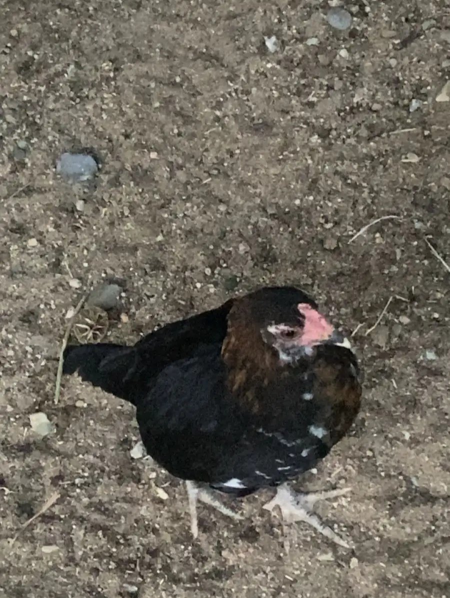 ديك بلدي العمر التواصل فقط سناب rx-5110 االموقع جرب العقيق