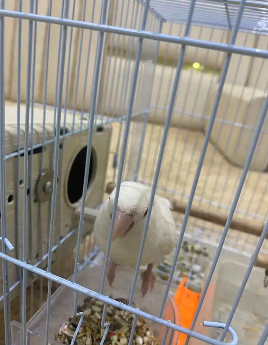 زوج روز البينو الأبيض أنثى أليف لديها ستة بيضات