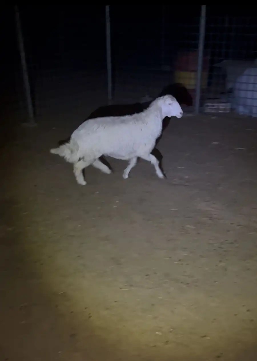 طليان حريات ونعيمي 