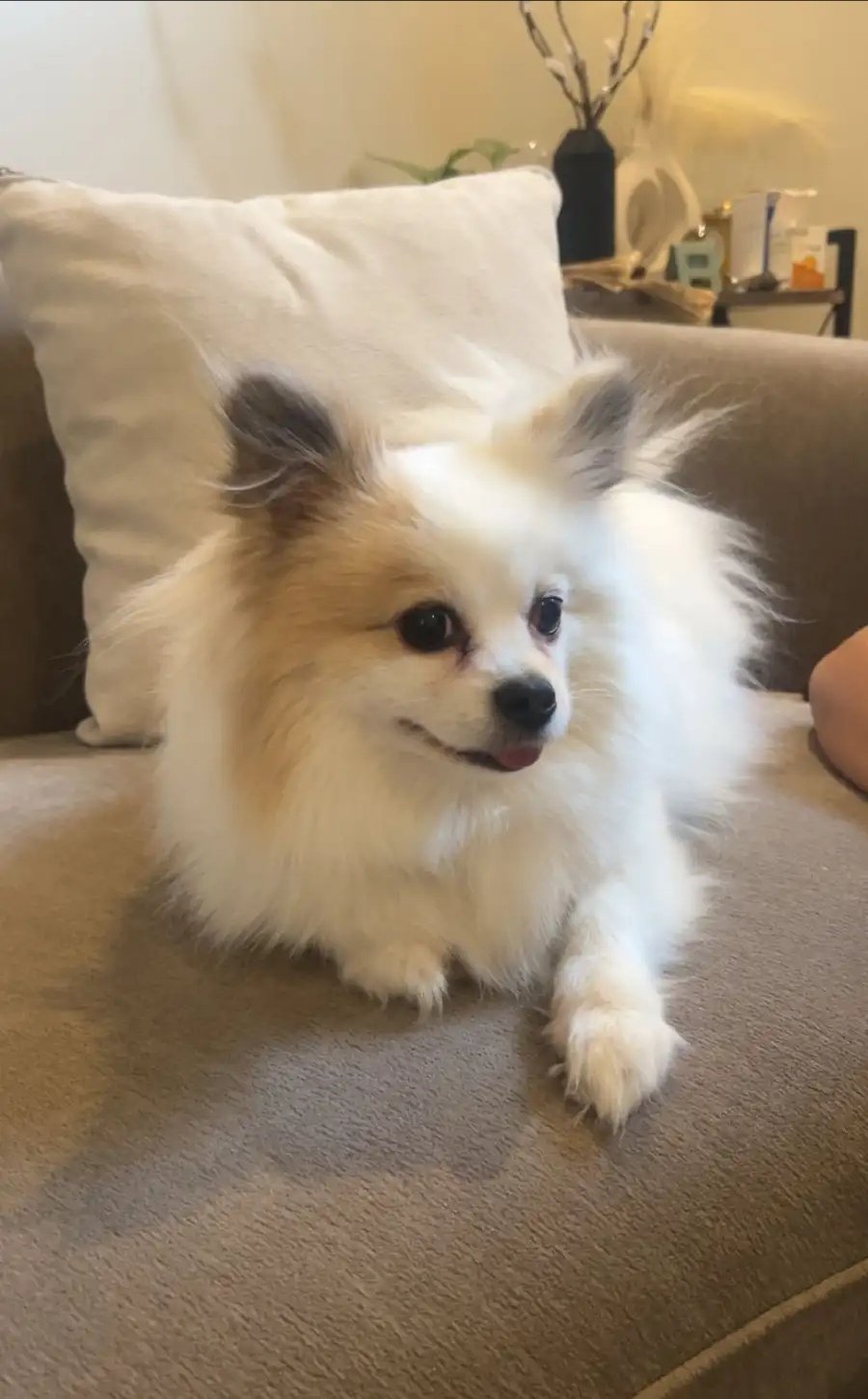 كلب انثى أليفه