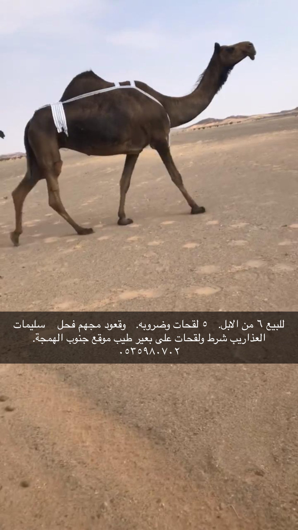 ابل مجاهيم ومغاتير