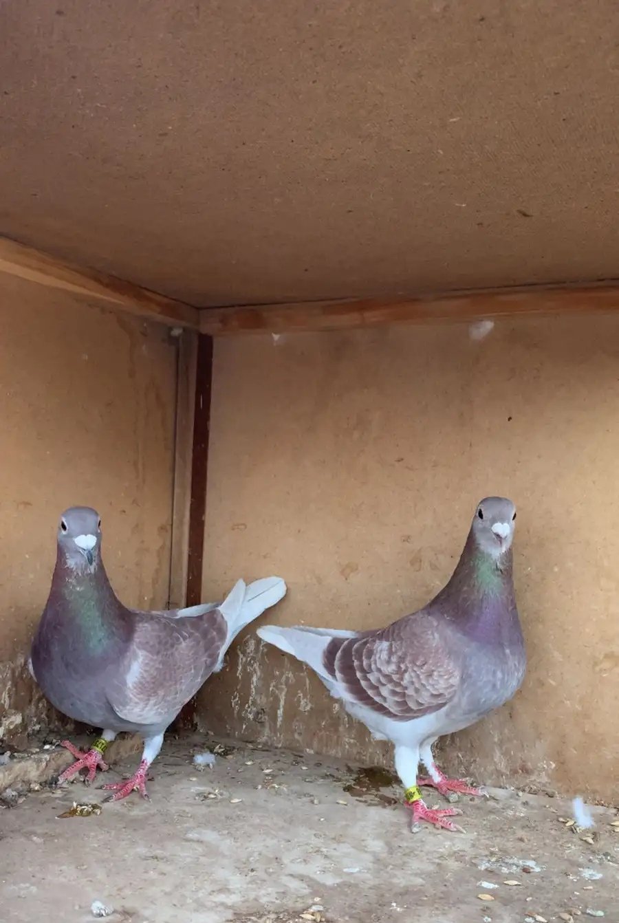 حمام زاجل سباق أحمر 