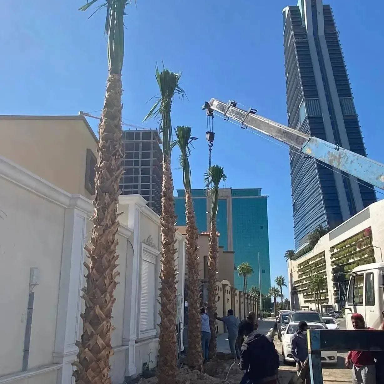 يوجد لدينا نخل وشنطن زينه الامريكي جميع المقسات نوصل لا جميع أنحاء المملكه — صورة 4