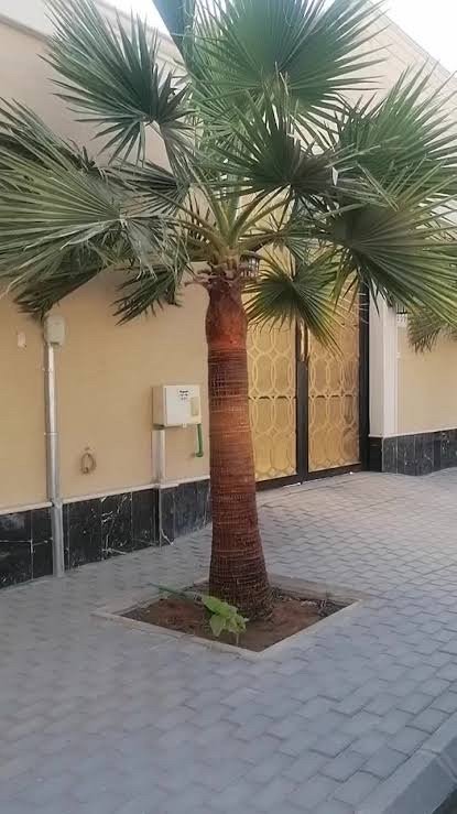 تكريب تنضيف النخيل الوشنطنيا وقلع وزرعه — صورة 4