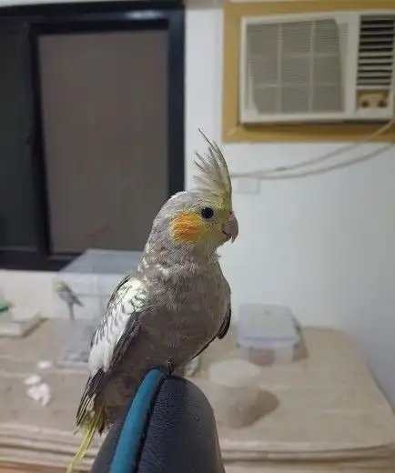 كروان اليف مفطوم ما يعرف العض عرض خاص 150