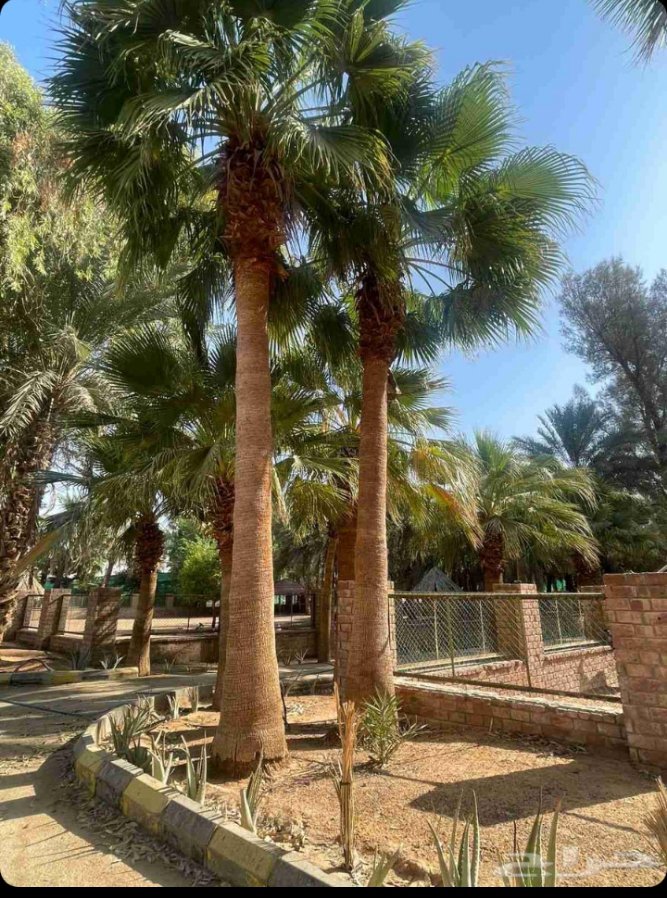 نخل واشنطن زينه توريد وتركيب جميع المقاسات