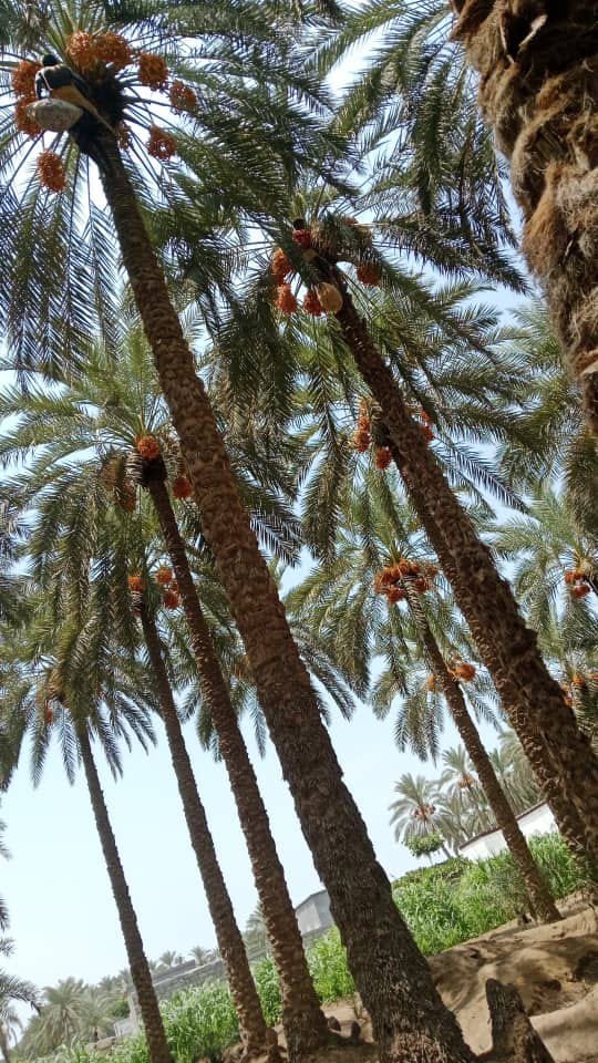 ابحث ان عمل ونقل كفاله متوجد الباحه اجيك في اي مكان