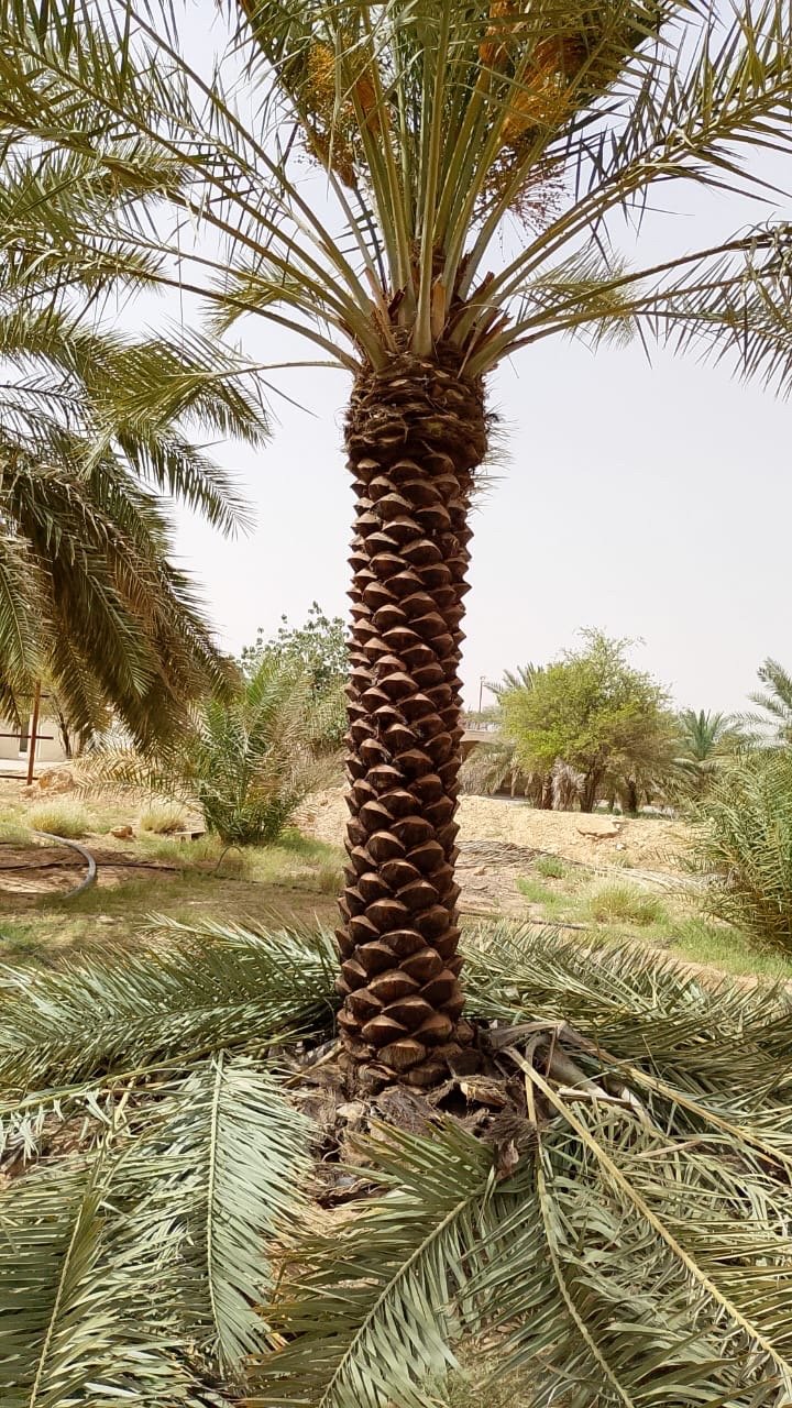 نخيل البيع وتوريد وزراعة — صورة 3