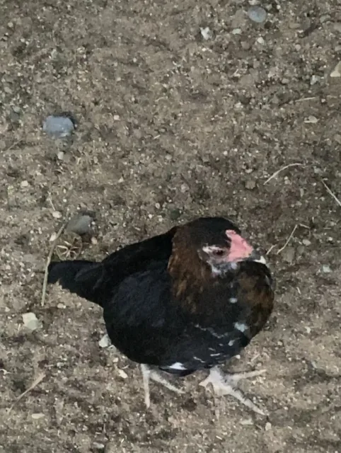 ديك بلدي العمر التواصل فقط سناب rx-5110 االموقع جرب العقيق