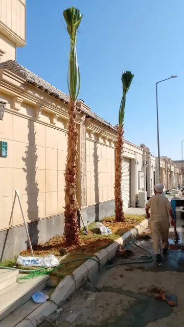 يوجد لدينا نخل وشنطن زينه الامريكي جميع المقسات
