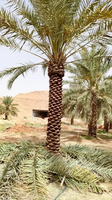 نخيل البيع وتوريد وزراعة
