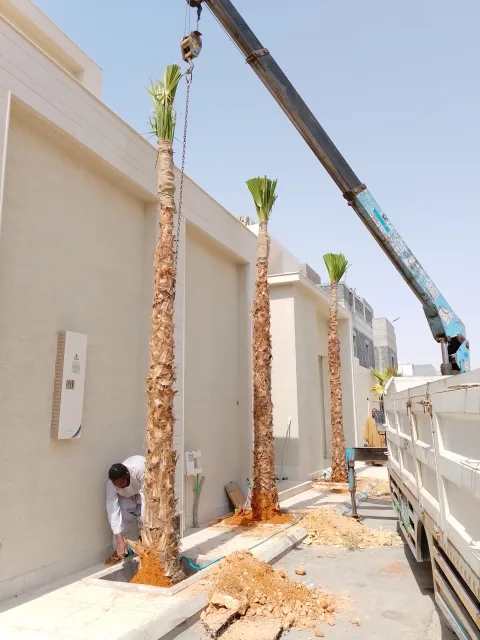 يوجد لدينا نخل وشنطن زينه الامريكي جميع المقسات نوصل لا جميع أنحاء المملكه