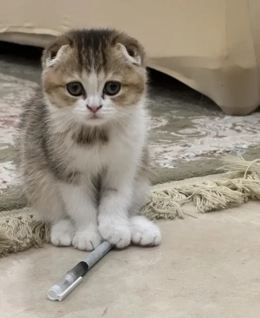 قطة 
