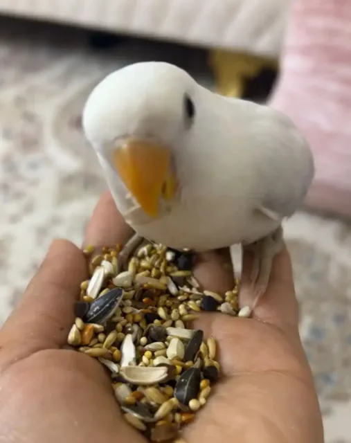 طيور روز 