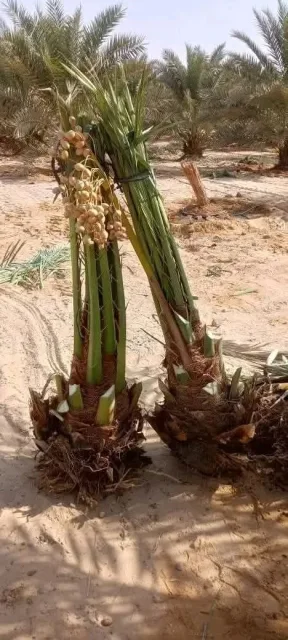 نخيل للبيع وكذلك نركب شبوك المزارع والمشاريع والملاعب الرياضيه